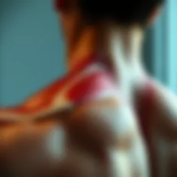 Muscle anatomy of the trapezius muscle