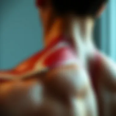 Muscle anatomy of the trapezius muscle